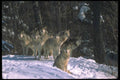 110032 Wolf Pack At Edge Of Snowy Forest A4 Photo Print