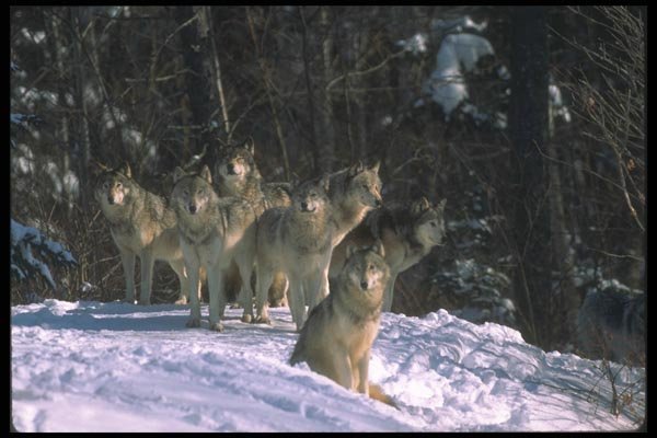 110032 Wolf Pack At Edge Of Snowy Forest A4 Photo Print