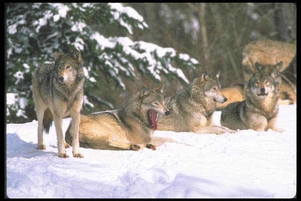 110033 Wolf Pack At Edge Of Snowy Forest A4 Photo Print