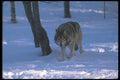 110034 Wolf On Snowy Trail A4 Photo Print