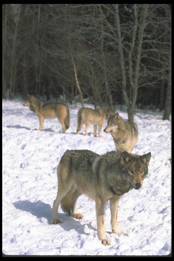 110035 Wolf Pack At Edge Of Snowy Forest A4 Photo Print