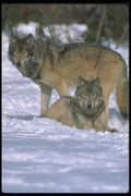 110036 Wolves At Edge Of Snowy Forest A4 Photo Print