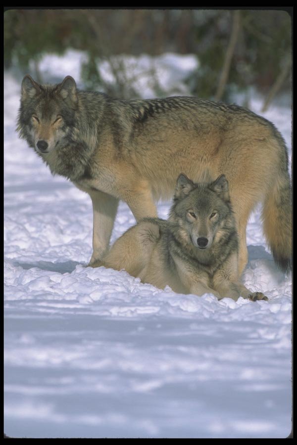 110036 Wolves At Edge Of Snowy Forest A4 Photo Print