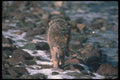 110037 Wolf Foraging Along Icy River A4 Photo Print