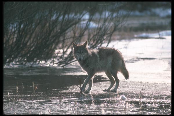110038 Wolf On Frozen Stream A4 Photo Print