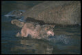 110039 Wolf Splashing Through Icy River A4 Photo Print
