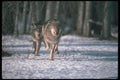 110040 Wolves Running Through Snowy Forest A4 Photo Print