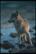 110041 Wolf Foraging Along Icy River A4 Photo Print
