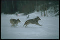 110042 Wolves Running Through Snowy Clearing A4 Photo Print