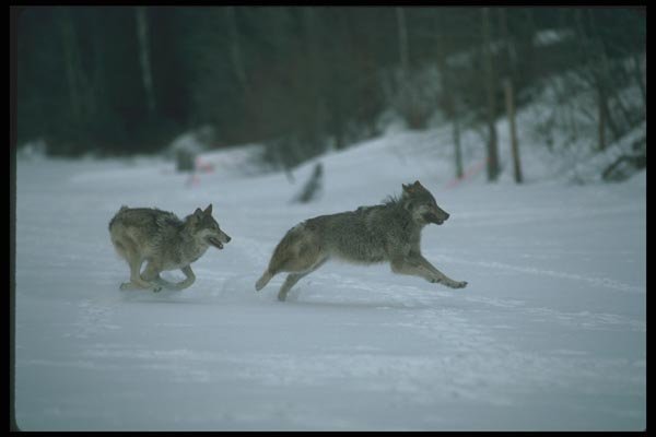 110042 Wolves Running Through Snowy Clearing A4 Photo Print