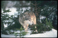 110043 Wolf On Snow A4 Photo Print