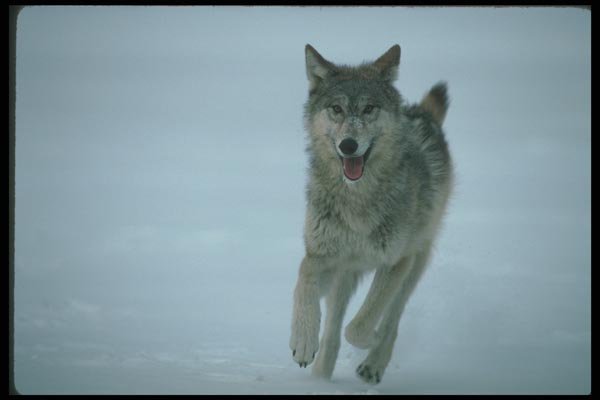 110044 Wolf Running Through Snowy Clearing A4 Photo Print