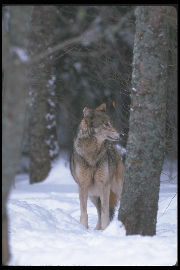 110045 Wolf At Edge Of Snowy Forest A4 Photo Print