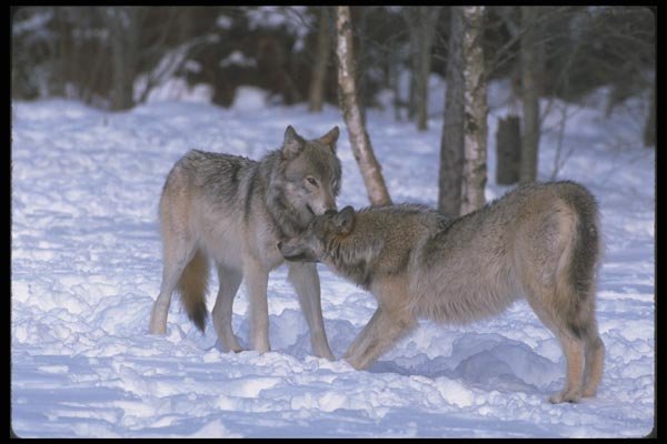 110046 Wolves At Edge Of Snowy Forest A4 Photo Print