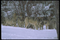 110047 Wolf Pack At Edge Of Snowy Forest A4 Photo Print