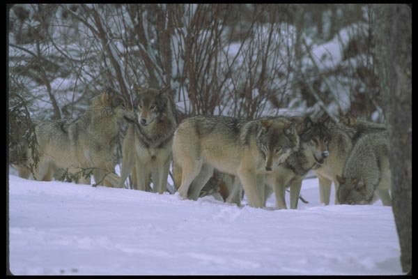 110047 Wolf Pack At Edge Of Snowy Forest A4 Photo Print