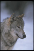 110048 Wolf Head Close Up  A4 Photo Print