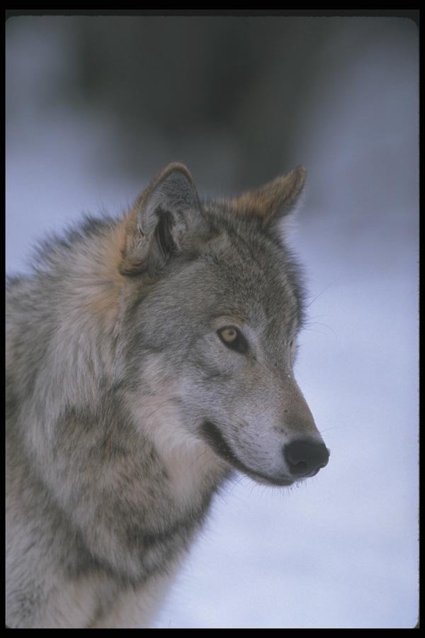 110048 Wolf Head Close Up  A4 Photo Print