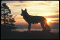110049 Wolf Silhouetted In Cold Dawn A4 Photo Print