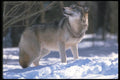 110050 Wolf At Edge Of Snowy Forest A4 Photo Print