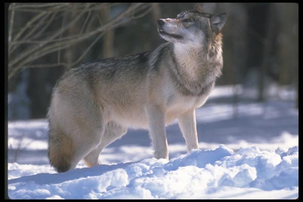 110050 Wolf At Edge Of Snowy Forest A4 Photo Print