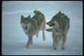 110051 Wolves Running Through Snowy Clearing A4 Photo Print