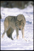 110052 Wolf At Edge Of Snowy Forest A4 Photo Print