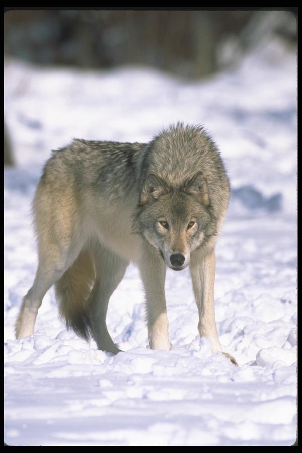 110052 Wolf At Edge Of Snowy Forest A4 Photo Print