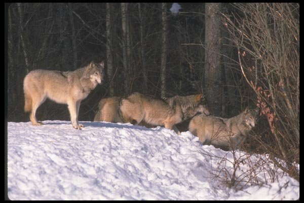 110053 Wolf Pack On Snowy Slope A4 Photo Print