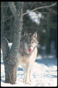 110054 Wolf Behind Winter Tree A4 Photo Print