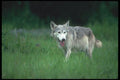 110055 Grey Wolf In Summer A4 Photo Print