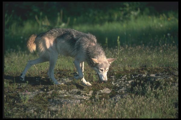 110056 Grey Wolf Foraging For Food A4 Photo Print