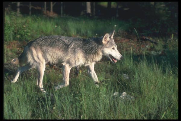 110057 Grey Wolf In Summer A4 Photo Print