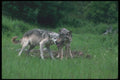 110058 Grey Wolf Mated Pair, Greeting A4 Photo Print