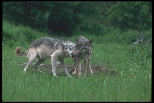 110058 Grey Wolf Mated Pair, Greeting A4 Photo Print