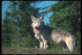 110059 Grey Wolf On Small Hill A4 Photo Print