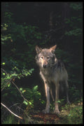 110060 Grey Wolf Emerging From Shadowy Forest A4 Photo Print