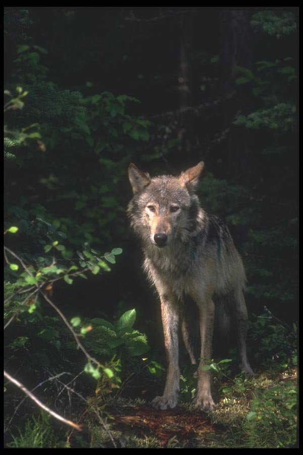110060 Grey Wolf Emerging From Shadowy Forest A4 Photo Print