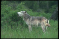 110061 Grey Wolf Howling A4 Photo Print