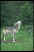 110062 Grey Wolf Howling A4 Photo Print
