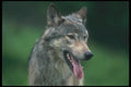 110063 Grey Wolf, Head Shot A4 Photo Print