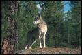 110064 Grey Wolf On Hillock A4 Photo Print