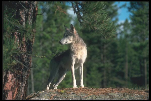 110064 Grey Wolf On Hillock A4 Photo Print