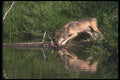 110065 Grey Wolf Reflected In Beaver Pond A4 Photo Print