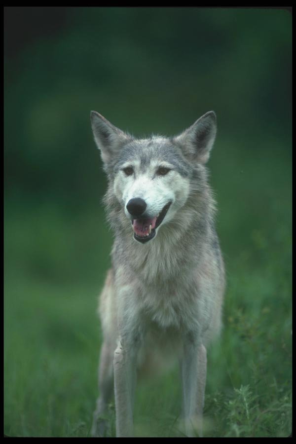 110066 Grey Wolf In Summer A4 Photo Print