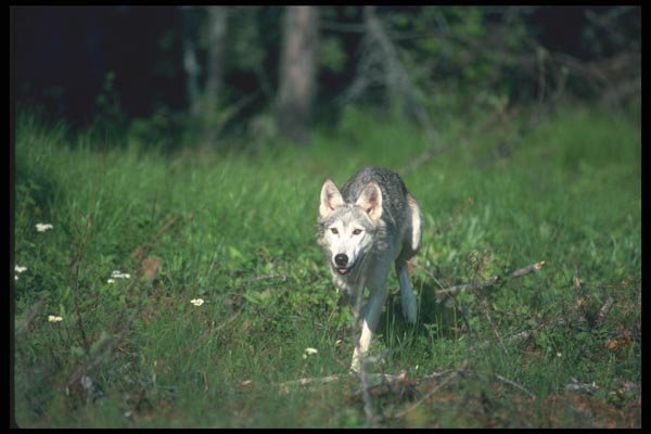 110067 Grey Wolf In Grassy Clearing A4 Photo Print