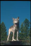 110068 Grey Wolf Beside Beaver Pond A4 Photo Print