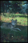 110069 Grey Wolf Lying In Shade A4 Photo Print