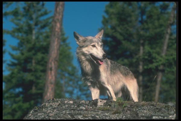 110070 Grey Wolf In Summer A4 Photo Print
