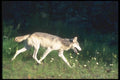 110071 Grey Wolf Running A4 Photo Print
